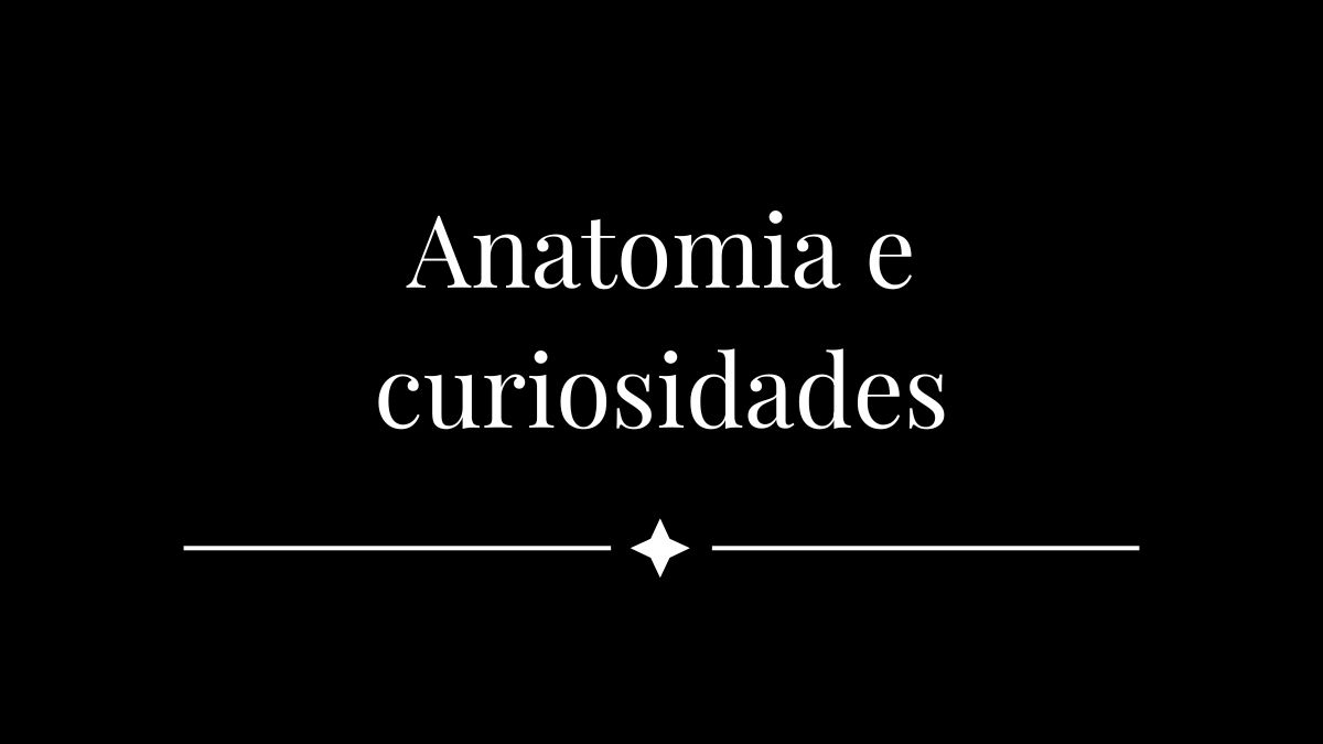Anatomia e curiosidades